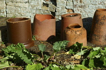 Rhubarb, Rheum rhabarbarum, Several terracotta forcing pots in front of a crumbling white brick wall.
