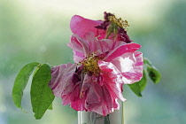 Rosa mundi, Rosa gallica 'Versicolor', A fading flower in a vase with backllight.
