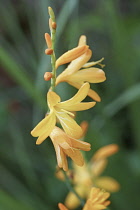 Crocosmia, Montbretia, Crocosmia x crocosmiiflora 'Star of the East'. Close view of a single stem of pale orange flowers.