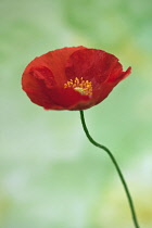 Icelandic poppy, Papaver nudicaule 'Champagne Bubbles', Side view of one red poppy with yellow stamen on a thin bendy stem.