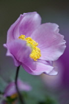 Japanese anemone, Anemone x hybrida 'Serenade', Close side view of one pink flower opening to show yellow stamen inside.