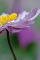 Japanese anemone, Anemone x hybrida 'Serenade', Close cropped, side view of one pink flower fully open to show yellow stamen inside.