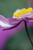 Japanese anemone, Anemone x hybrida 'Serenade', Close cropped, side view of one pink flower fully open to show yellow stamen inside.