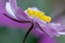 Japanese anemone, Anemone x hybrida 'Serenade', Close cropped, side view of one pink flower fully open to show yellow stamen inside.