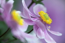 Japanese anemone, Anemone x hybrida 'Serenade', Close cropped, side view of one pink flower fully open to show yellow stamen inside.
