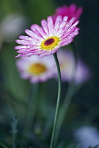 Daisy, Argyranthemum frutescens LaRita 'Banana Split', Close view of pink and cream daisy with water droplets.