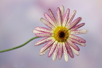 Daisy, Argyranthemum frutescens LaRita 'Banana Split', Close front view of pink and cream daisy with water droplets.