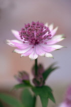 Masterwort, Astrantia major 'Roma', One flower fully open showing pale pink streaked white petals and deep pink stamen.