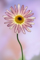 Daisy, Argyranthemum frutescens LaRita 'Banana Split', Close front view of pink and cream daisy with water droplets.