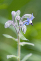 Borage, Borago officinalis, One open blue flower on a stem with hairy buds.