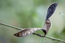 Common or wild broom, Cytisus scoparius, A ripe downy seed pod on a stem is split open to reveal seeds inside.