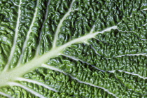 Savoy cabbage, Brassica oleracea capitata v. subauda, Close overhead view of a wet leaf showing the rib and veins.