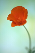 Californian poppy, Eschscholzia californica, Looking inside a partially open flower showing the orange petals and stamen.