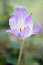 Autumn crocus, Colchicum 'Rosy Dawn', Close side view of one flower with mauve tinged white petals and orange stamen.
