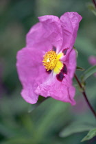 Purple rock rose, Cistus purpureus, One flower, close side view showing the dark maroon and yellow splash on the pink crinkled petals and also the yellow stamen.
