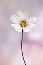 Cosmos bipinnatus 'Daydream', Front view of one fully open flower with white petals tinged with pink at the centre and yellow stamens.