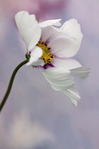 Cosmos bipinnatus 'Daydream', Side view of one flower not quite open, appearing to be blowing in the wind with white petals tinged with pink at the centre and yellow stamens.