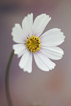 Cosmos bipinnatus 'Daydream', Front view of one fully open flower with white petals tinged with pink at the centre and yellow stamens.