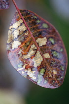 Smoke bush, Cotinus coggygria, Close view of an autumn leaf with its speckled patches of colours.