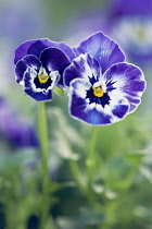 Viola cornuta 'Sorbet XP Delft Blue', One larger and one smaller flower front facing, blue purple with splashes of white.