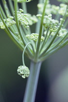 Fennel, Foeniculum vulgare, Close view of the structure of a single umbellifer with the small florets pushing up inside, One floret has fallen outside the uniform structure.