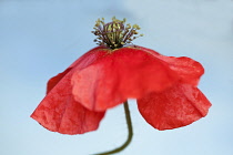 Field Poppy, Papaver rhoeas, A fading flower on a bent stem, with its red petals curved back and the stamens protruding upwards against a blue sky, pollen has fallen onto the petals.