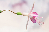 Fuchsia 'Walz Jubelteen', Side view of one pale pink flower with deep pink inner petals, protruding dark stamen and white stigma, suspended across the middle of the frame.