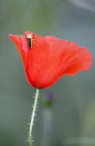 Field Poppy, Papaver rhoeas, Side view of a half open red flower with a stink bug on the outside of it.