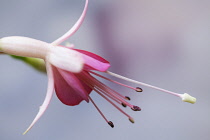 Fuchsia 'Walz Jubelteen', Close side view of one pale pink flower with deep pink inner petals, protruding dark stamen and white stigma.