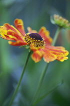Sneezeweed, Helenium 'Goldrausch', One open flower with red and orange petals and a dark central cone surrounded by yellow stamen.