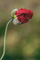 Iceland poppy, Papaver nudicaule 'Champagne Bubbles', Close side view of the crinkled red petals of a flower emerging from the sheath that protected it as a bud, fine hairs visible along the stem.