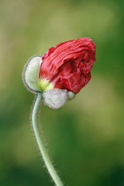 Iceland poppy, Papaver nudicaule 'Champagne Bubbles', Close side view of the crinkled red petals of a flower emerging from the sheath that protected it as a bud, fine hairs visible along the stem.