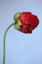 Iceland poppy, Papaver nudicaule 'Champagne Bubbles', Close side view of the crinkled red petals of a flower emerging from the sheath that protected it as a bud, fine hairs visible along the stem.