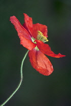 Iceland poppy, Papaver nudicaule 'Champagne Bubbles', Close side view of the crinkled red petals of a flower fully open showing the yellow stamen, fine hairs visible along the stem. Against a dark gre...