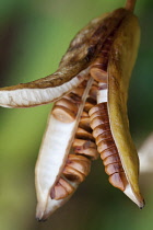 Yellow flag iris, Iris pseudacorus, Brown seed pod spliting open to reveal disc shaped seeds packed inside.