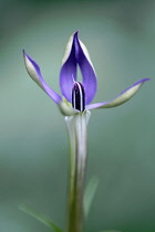 Isotoma, Isotoma axillaris, One long tubular flower just opening to reveal dark stamen, Petals are white on the outside and violet blue on the front upperside.