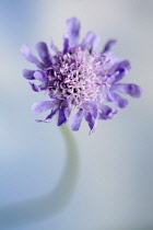 Field scabious, Knautia arvensis, Close front view of one flower, very selective focus causing the stem to be soft focus, blending into the blue sky background.