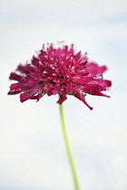 Perennial cornflower, Knautia macedonica, Side view of one open magenta, maroon flower with soft focus stem against a light blue white sky.