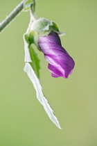 Tree mallow, Lavatera x clementii 'Rosea', One unfurling flower, its pink petals twisted around each other. Accompanied by a single leaf.