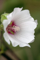 Mallow, Lavatera 'Barnsley', Close view of one front facing open flower with pale pink petals with deep pink where they meet the pink protruding stigma and white stamen.
