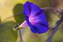 Purple morning glory, Ipomoea purpurea 'Feringa', One flower from side view, showing the purple blue trumpet with mauve throat.