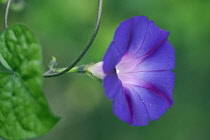 Purple morning glory, Ipomoea purpurea 'Feringa', One flower from side view, showing the purple blue trumpet with mauve throat.