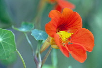 Nasturtium, Tropaeolum majus 'Trailing Mixed', Close view of one scarlet red orange flower with yellow throat and some leaves.