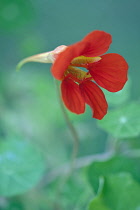 Nasturtium, Tropaeolum majus 'Trailing Mixed', Close view of one scarlet red flower and some soft focus leaves.