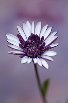 African daisy, Osteospermum FlowerPower 'Double Berry White', Close front view of a half open flower with white petals and purple undersides.