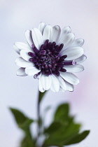 African daisy, Osteospermum FlowerPower 'Double Berry White', Close front view of an open flower with white petals and purple undersides.