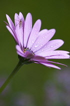 African daisy, Osteospermum 'Serenity purple', Close side view of a mauve flower with droplets and an insect.