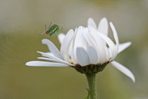Ox-eye daisy, Leucanthemum vulgare, Side view of a flower opening its white petals. A small green and red garden spider is weaving a web behind the flower.