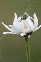 Ox-eye daisy, Leucanthemum vulgare, Side view of a flower opening its white petals. A small green and red garden spider is weaving a web across the flower.