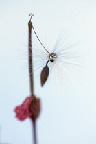 Pelargonium x hortorum 'Red Satisfaction', Close view of a twisted downy stem with a seed at the end of it. Against a pale blue sky. Faded red petals still on the flower stem.